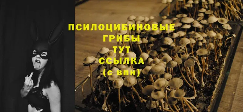 Псилоцибиновые грибы Cubensis  Севастополь 